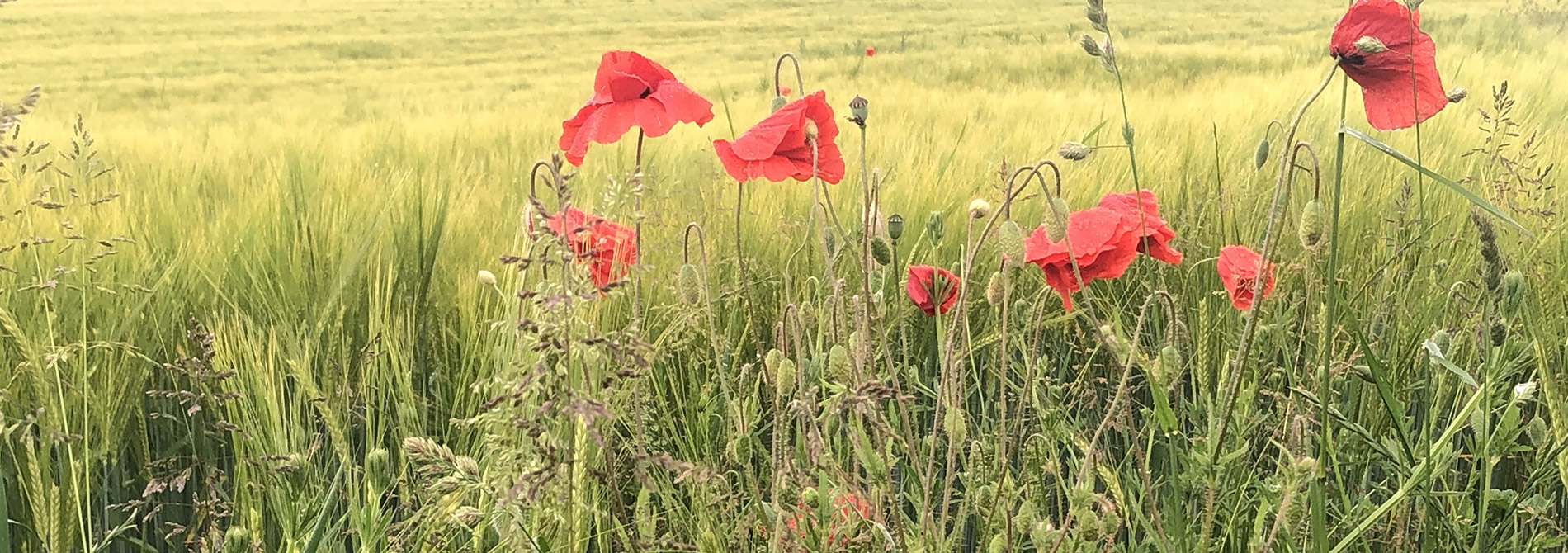 Kornfeld mit Mohn