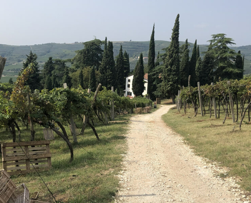 Weingut Italien